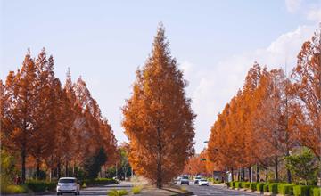 日本｜京都的隱藏秋色：六大銀杏紅葉秘境