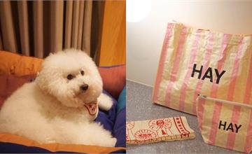 台北｜金普頓大安酒店x丹麥家居HAY：時尚寵物備品、玩具鮮食、狗狗瑜珈，與寵物共度「毛孩隱逸假期」！