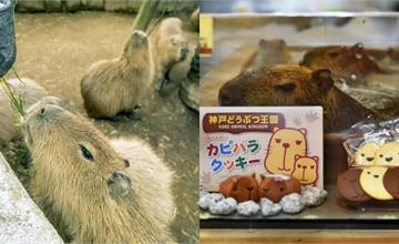 日本｜看水豚景點4選：跟超萌動物來場近距離互動，欣賞、餵食牠們也療癒自己