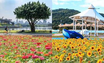 2025台北花海推薦！向日葵、圓仔花、波斯菊、菊花輪番綻放，捷運輕鬆到達