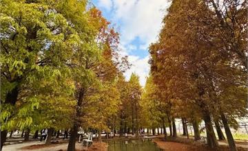 台中｜羽粼落羽松園區：黃綠紅橘落羽松林宛如忘憂森林！水池倒映湛藍天空，還有裝置藝術好拍