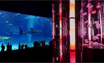日本｜沖繩水族館DMM KARIYUSHI亮點、打卡熱點介紹，有如teamLab的水母館，是美麗海水族館的姊妹館