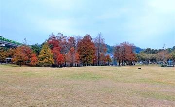 台北｜大湖公園：冬季盡頭的落羽松美景！嫩綠與棕紅交織，小橋流水別有一番風景