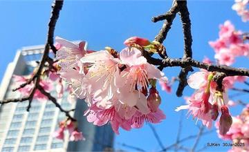 華新麗華大樓：信義區市中心也能賞櫻！山櫻花、落羽松相映成輝