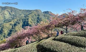 南投｜八卦茶園：最美茶園櫻花隧道！垂枝櫻小徑感受春季浪漫