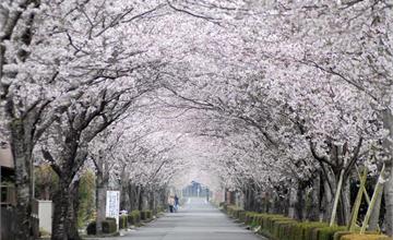 日本小林市景點推薦：賞花漫遊、限定甜點，春季必訪一次看！
