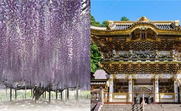 日本栃木縣必訪景點推薦！日光東照宮、足利花卉公園，一年四季都好玩