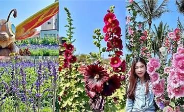 2025學甲蜀葵花文化節登場！裝置藝術、夜間賞花，百花齊放賞花海景致