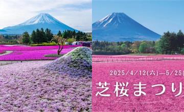 2025富士芝櫻祭！50萬株一次盛開超壯觀，夏天還有富士彩虹花祭