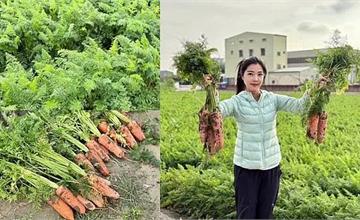 2025將軍區紅蘿蔔木棉爭鮮搶豔同樂會：拔蘿蔔、賞花、逛市集