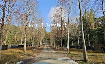 桃米落羽松露營秘境：南投夢幻營地，千棵落羽松圍繞