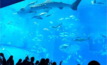 日本｜沖繩美麗海水族館：一生必看黑潮之海水族箱，交通、購票、週邊環境行前攻略總整理