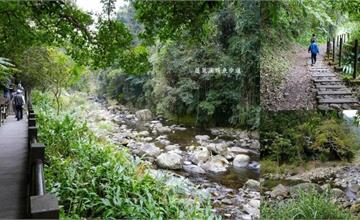 蓬萊溪護魚步道：苗栗景點～跨越水面上的優雅竹橋，認真呼吸森氛圍