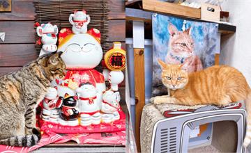 猴硐貓村能去哪？瑞芳猴硐30個詳細打卡點攻略，貓奴先收藏