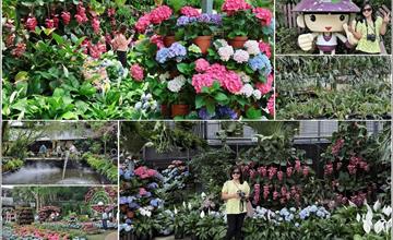 苗栗｜花露農場：繽紛花草滿園的夢幻秘境，繡球花季朵朵盛開、巨大鹿角蕨怎麼拍都不夠