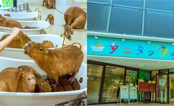 日本東京室內動物園ANITOUCH！看水豚泡澡，還能餵食小動物