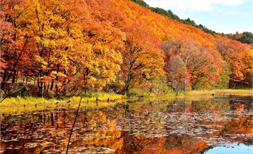 日本福島賞楓景點推薦！紅葉隧道、日本百景、濕原秋紅美景一次看！