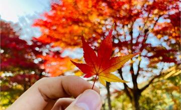 日本兵庫豐岡「城崎溫泉」賞楓景點推薦！必訪紅葉五大名勝一次收！
