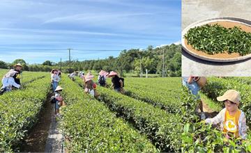 台東｜佳芳觀光茶園休閒農場：一日茶農體驗！採茶、打綠茶汁、蛋捲DIY，親子一起同樂