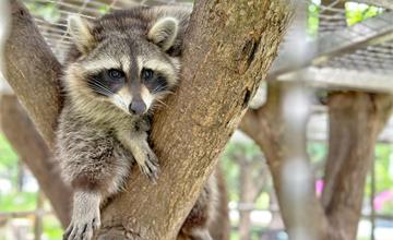 蘇家莊園：桃園最新親子景點～超萌水豚君、笑笑羊陪你玩，猶如小型動物園