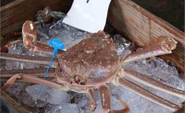 泡湯吃蟹太幸福！城崎溫泉松葉蟹全面解禁，全蟹宴奢華回歸 展開極致的冬季味覺旅程