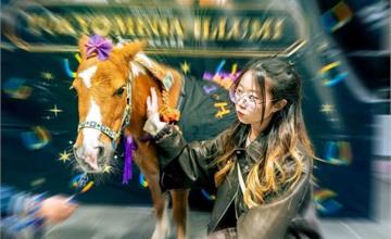 日本馬年活動推薦！東京三大馬年活動一次看，讓出國有趣又應景