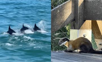 台灣野生動物奇景！淡水海豚、小琉球鯨落，珍貴畫面一次看！