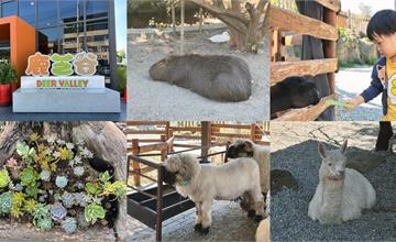 坐擁美麗山景的南投親子景點：鹿芝谷生態景觀園區，看小動物、玩多肉、品茶一站滿足