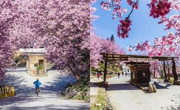 2026司馬庫斯櫻花季2/9登場！管制措施與周邊景點一覽