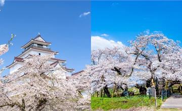 日本東北甲信越地區賞櫻推薦！最佳賞櫻景點與拍照技巧一次看