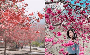 2026日月潭櫻花季1/30開跑！日月潭即時花況、賞櫻穿搭一次看