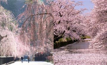 日本北海道、東北地區櫻花景點！4月中還能欣賞浪漫櫻花美景
