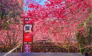 2026九族櫻花祭：6大櫻花綻放！原民歌舞祭典、招財貓登場