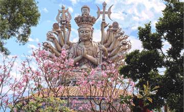 2026走春首選，緣道觀音廟，祈福、賞櫻、廟會、藝術一次到位