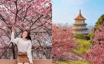 2026北台灣櫻花季推薦｜台北、新北、桃園必去賞櫻景點總整理