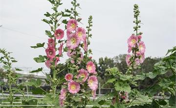 一年一度彰化2026田中窯蜀葵花季開跑！吃美食、玩手作享受春天氣息