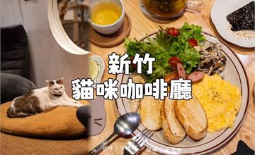 隱身新竹巷弄裡的貓屋，招財咖啡滿足吸貓控，還有療癒水豚君駐場
