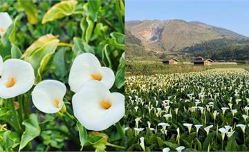 2026竹子湖海芋季3/13登場！必訪景點、花季活動與交通資訊（持續更新）