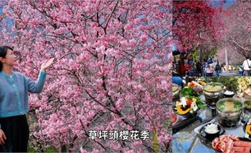 一年一度南投花宴：2026草坪頭櫻花季，有山、有茶園，花海美不勝收