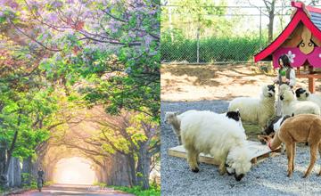 12個嘉義太保景點推薦：台灣燈會順遊這樣排！故宮南院、笑笑羊萌寵樂園一次看