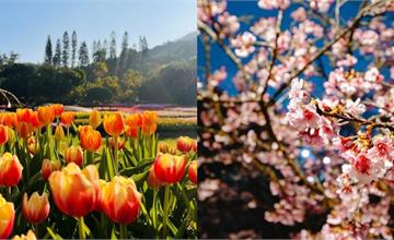 2026士林官邸鬱金香展必看！台北全年賞花時間與景點總整理