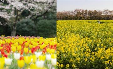 日本春季賞花勝地推薦！油菜花、鬱金香為春天揭開序幕