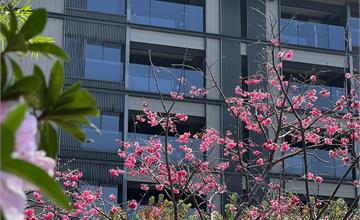 北投麗禧溫泉酒店春季旅遊提案：溫泉、賞花一次滿足！