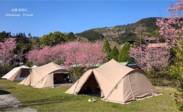 山天涼夜露營區：新竹櫻花季營地，粉色花海包圍帳篷，太浪漫～