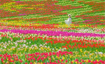 廣島世羅町5大賞花景點！櫻花、鬱金香、粉蝶花一次看！