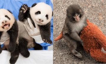 全球可愛動物明星TOP6｜爆紅小猴子Punch、韓國人的掌上明珠一次看