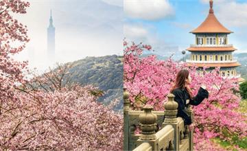 2026北台灣櫻花季推薦｜台北、新北、桃園必去賞櫻景點總整理