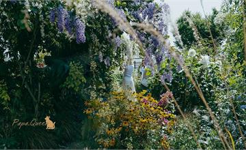 走進彰化田尾秘境，香久園彷彿台版小莫內花園，一年只開放一次！