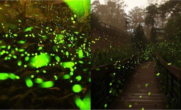 2026日月潭螢火蟲季登場！賞螢時間、地點、活動與交通懶人包
