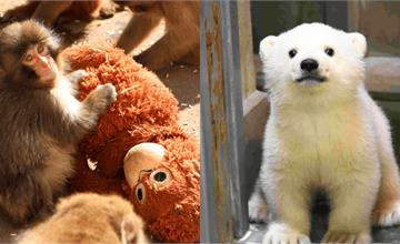 日本動物園推薦：11大必去！小獼猴胖奇Punch這邊看！明星動物、門票交通全攻略